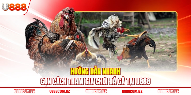 Hướng dẫn nhanh gọn cách tham gia chơi đá gà tại U888